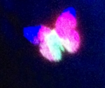 photo-Black-Light-Butterfly